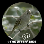 White-crested Elaenia