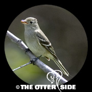White-crested Elaenia