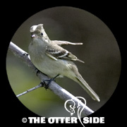 White-crested Elaenia
