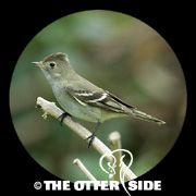 White-crested Elaenia