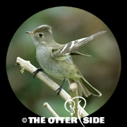 White-crested Elaenia