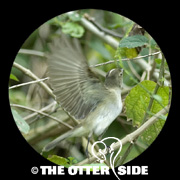 White-crested Elaenia