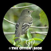 White-crested Elaenia