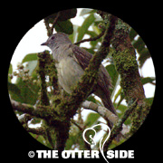 Yellow-bellied Elaenia