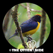 Tawny-capped Euphonia