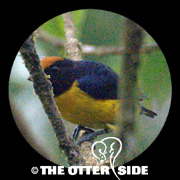 Tawny-capped Euphonia