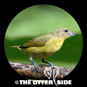 Thick-billed Euphonia