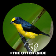 Thick-billed Euphonia