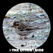 Cassin's Finch