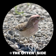 Cassin's Finch