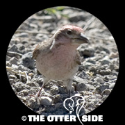 Cassin's Finch