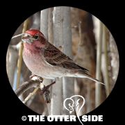 Cassin's Finch
