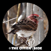 Cassin's Finch