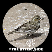Cassin's Finch