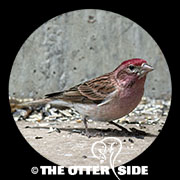 Cassin's Finch