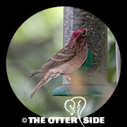 Cassin's Finch