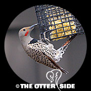 Northern (Red-shafted) Flicker