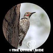 Northern (Red-shafted) Flicker