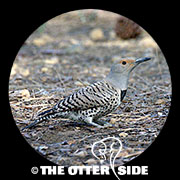 Northern (Red-shafted) Flicker