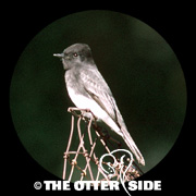 Black Phoebe