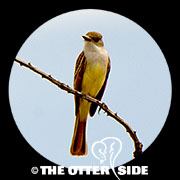 Brown-crested Flycatcher - Southwestern