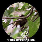 Piratic Flycatcher