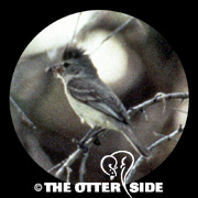 Northern Beardless-Tyrannulet