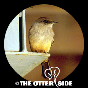 Say's Phoebe