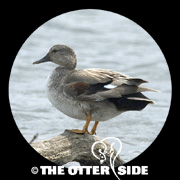 Gadwall