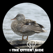 Gadwall