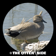 Gadwall