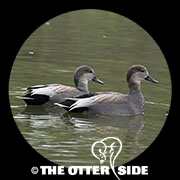 Gadwall