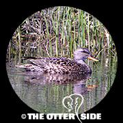 Gadwall