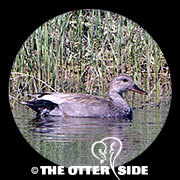 Gadwall