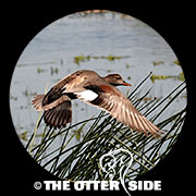 Gadwall