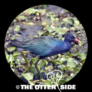 Purple Gallinule