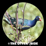 Purple Gallinule