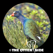 Purple Gallinule