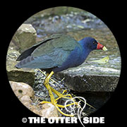 Purple Gallinule