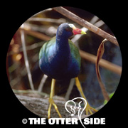 Purple Gallinule
