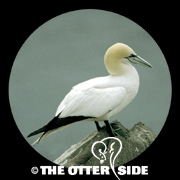 Northern Gannet
