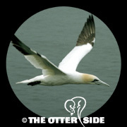 Northern Gannet