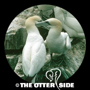 Northern Gannet