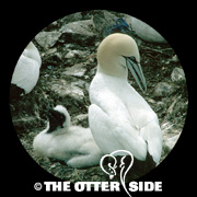 Northern Gannet