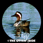 Garganey