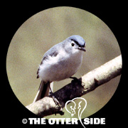 Blue-gray Gnatcatcher