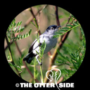 Black-tailed Gnatcatcher
