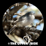 Black-tailed Gnatcatcher