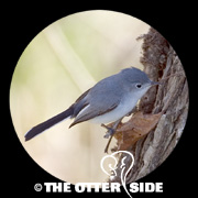 Blue-gray Gnatcatcher
