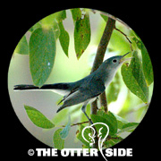 Blue-gray Gnatcatcher